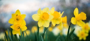 daffodils-blooming